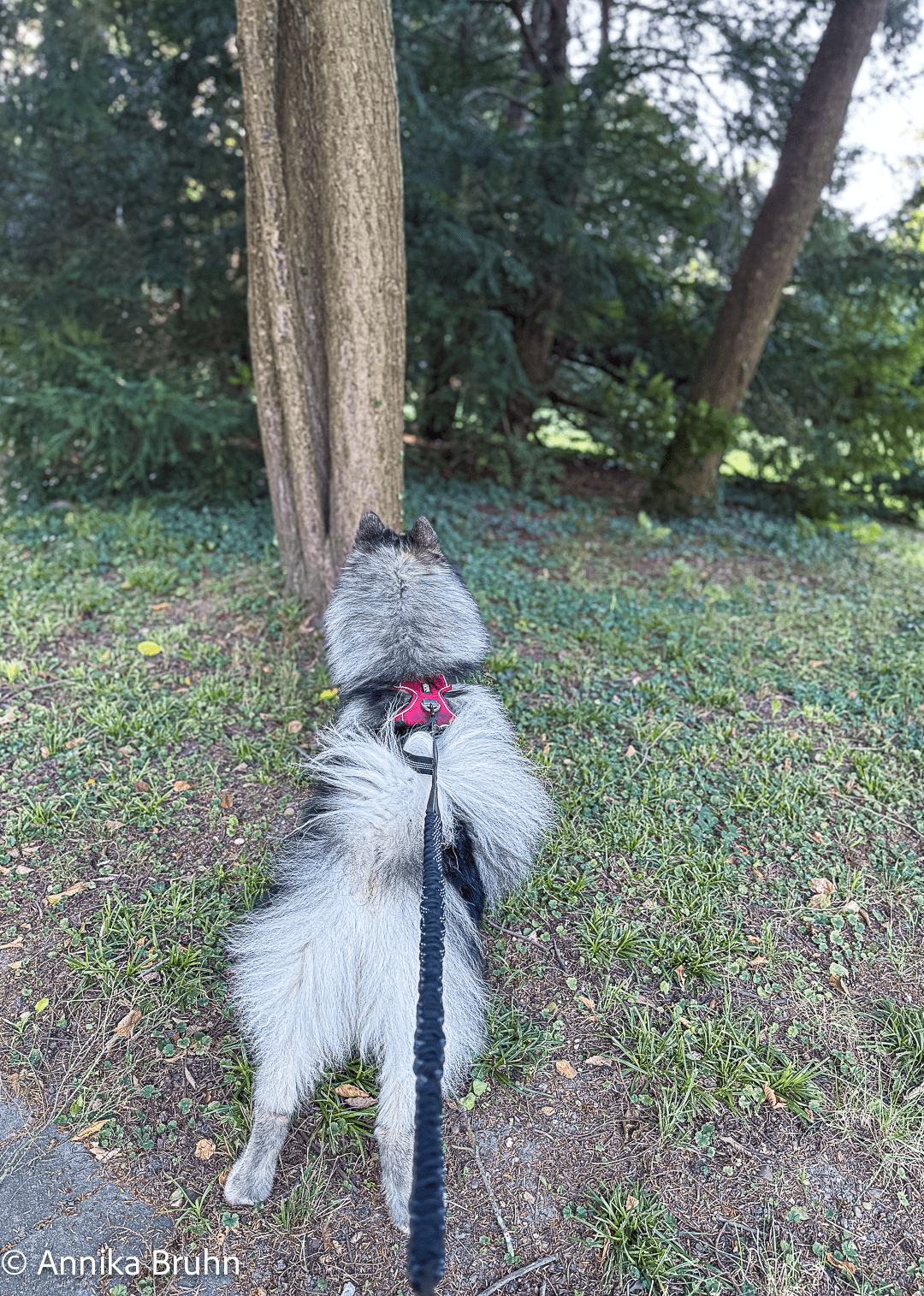 Q beobachtet die Eichhörnchen im Park